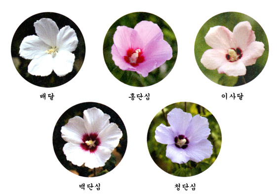 Let's learn Korean culture] South Korean's national flower - Sayhikorean
