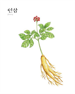 한국의 대표적 건강식품인 인삼 – The Korean representative healthy food, Ginseng