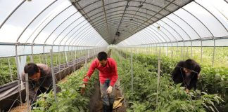 내년 외국인 근로자 도입 역대 최대 16만5000명 – Record-high 165,000 foreign workers to be allowed in next year