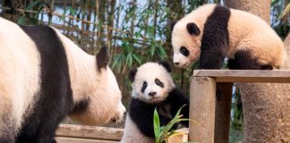 쌍둥이 아기 판다 ‘루이바오·후이바오’ 일반 공개 – Twin giant panda cubs begin public debut