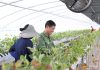 비수도권 대학 외국인 유학생 부모, 계절근로자로 초청 – Parents of foreign students to be invited as seasonal workers 비수도권 대학 외국인 유학생 부모, 계절근로자로 초청 - Parents of foreign students to be invited as seasonal workers