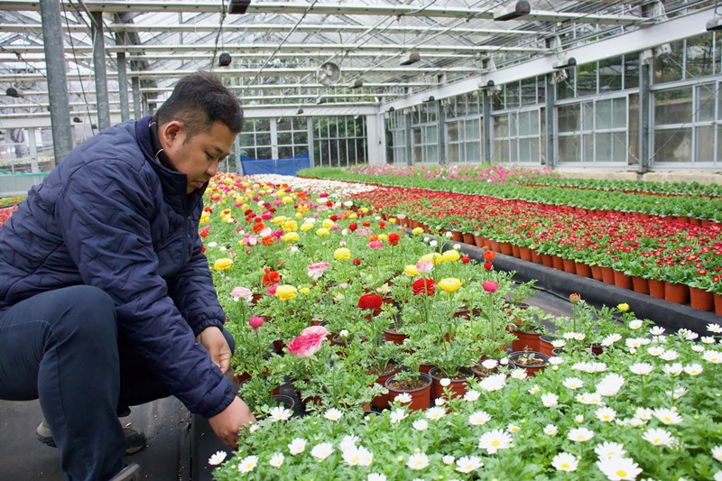 ▲ 경남 진해 양묘장 유리하우스에서 꽃 상태를 살피는 현장 근로자. A worker on March 5 checks flowers at a greenhouse in the plant nursery of Jinhae-gu District in Changwon, Gyeongsangnam-do Province.