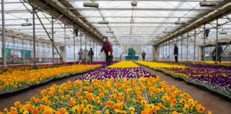 꽃을 심으며 봄맞이해요···경남 진해 양묘장에 가보니 – Southern city welcomes spring by planting beautiful flowers 꽃을 심으며 봄맞이해요···경남 진해 양묘장에 가보니 - Southern city welcomes spring by planting beautiful flowers