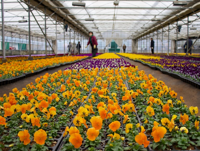 꽃을 심으며 봄맞이해요···경남 진해 양묘장에 가보니 - Southern city welcomes spring by planting beautiful flowers