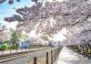 포브스, 반드시 가봐야 할 한국 벚꽃 명소 5곳 선정 – Forbes names 5 must-visit cherry blossom spots in Korea 포브스, 반드시 가봐야 할 한국 벚꽃 명소 5곳 선정 - Forbes names 5 must-visit cherry blossom spots in Korea