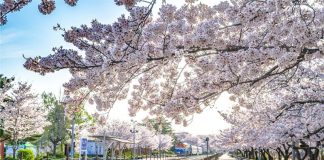 포브스, 반드시 가봐야 할 한국 벚꽃 명소 5곳 선정 – Forbes names 5 must-visit cherry blossom spots in Korea 포브스, 반드시 가봐야 할 한국 벚꽃 명소 5곳 선정 - Forbes names 5 must-visit cherry blossom spots in Korea