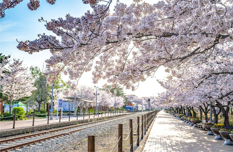 ▲ 미국 경제 전문지 포브스가 2024년 한국에서 꼭 가봐야 할 벚꽃 명소 다섯 곳을 선정했다. 사진은 선정된 명소 중 한 곳인 경상남도 창원시 진해구 경화동 경화역 벚꽃길. The U.S. business magazine Forbes has selected five must-visit cherry blossom spots in Korea for this year. Pictured is one of the five, Gyeonghwa Station Cherry Blossom Street, in Jinhae-gu District of Changwon, Gyeongsangnam-do Province. (Changwon City Hall - 창원시청)