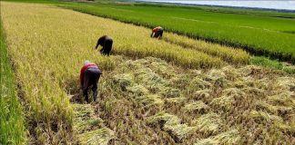 K-라이스벨트, 아프리카 6개국서 첫 결실 – First results seen in K-Ricebelt Project’s 6 nations in Africa