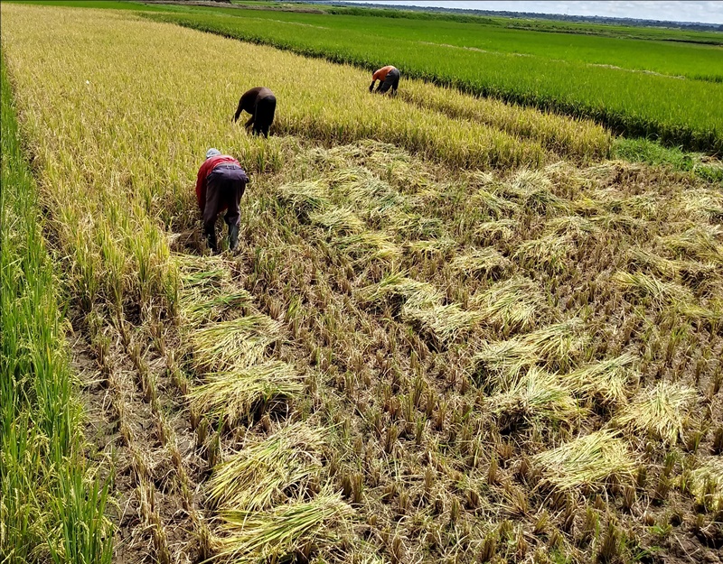 ▲ 아프리카 우간다에서 고품질 다수확 벼 종자를 수확하는 모습. A farm in Uganda shows the harvesting of high-quality Korean rice varieties with high yield. (Ministry of Agriculture, Food and Rural Affairs - 농림축산식품부)