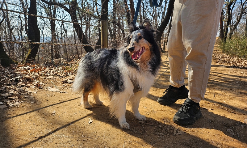 ▲ 지난 24일 서울 강서구 봉제산에서 반려인과 함께 산책하는 반려동물의 모습. A dog with its owner on March 24 is on Bongjaesan Mountain in Seoul's Gangseo-gu District. (Cao Thi Ha - 고은하 기자 shinn11@korea.kr)