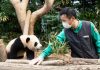한국에서 태어난 자이언트 판다 푸바오, 중국에서도 환대 – China warmly welcomes first Korea-born giant panda Fu Bao 한국에서 태어난 자이언트 판다 푸바오, 중국에서도 환대 - China warmly welcomes first Korea-born giant panda Fu Bao