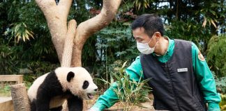 한국에서 태어난 자이언트 판다 푸바오, 중국에서도 환대 – China warmly welcomes first Korea-born giant panda Fu Bao 한국에서 태어난 자이언트 판다 푸바오, 중국에서도 환대 - China warmly welcomes first Korea-born giant panda Fu Bao