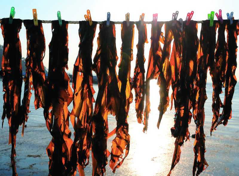 산모 미역이라 불리는 미역은 바다에서 갓 채취해 해풍과 햇볕으로 말린 것을 말하며, 억세지 않고 진한 국물을 낼 수 있는 것이 특징이다. Sanmo miyeok, literally “seaweed for new mothers,” refers to freshly harvested seaweed that is sun-dried in the ocean breeze. It is known for its delicate texture and ability to produce a rich broth. ⓒ 게티이미지코리아 - gettyimagesKOREA