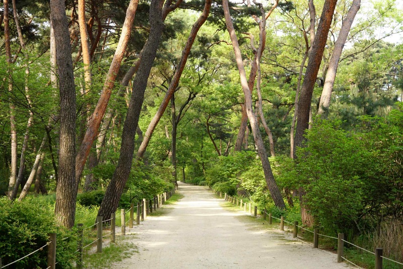 ▲ 서울 ‘태릉-강릉 숲길’. This forest trail is part of the Taereung and Gangneung Royal Tombs in Seoul.