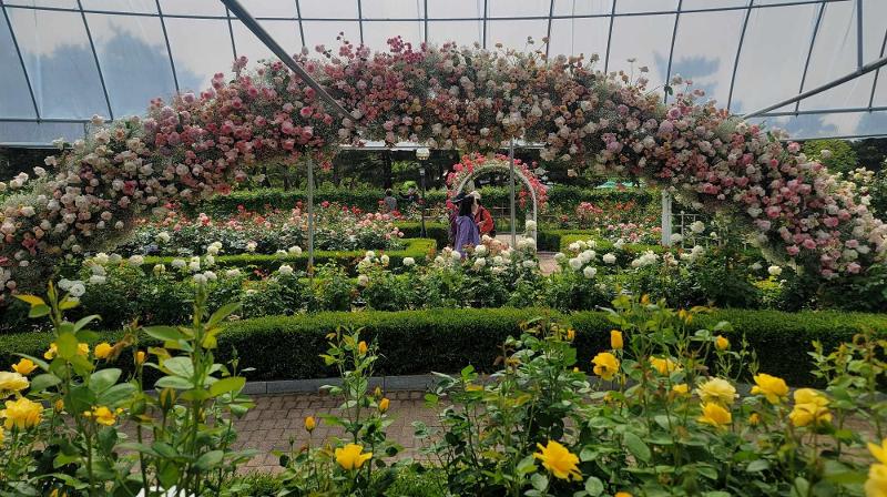 ▲ 장미원에서 관람객들이 60여 종의 장미를 감상하고 있다. Visitors can see about 60 types of roses at Rose Garden of International Horticulture Goyang Korea 2024.