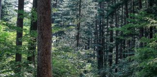 산림청이 추천한 여름 숲 4곳 – Hearing whispers of rest, relaxation at 4 premium forests 산림청이 추천한 여름 숲 4곳 - Hearing whispers of rest, relaxation at 4 premium forests