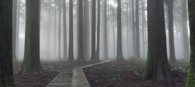 ▲ 제주도 서귀포시 사려니오름숲. Saryeoni Oreum Forest Path in Seogwipo, Jeju Island