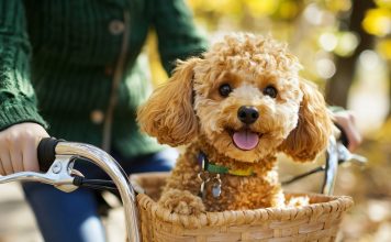 반려동물용 신약 심사 속도 낸다··· 검역본부, 동물약품 지원 강화 – Quarantine watchdog pledges more support for veterinary drugs 반려동물용 신약 심사 속도 낸다··· 검역본부, 동물약품 지원 강화 - Quarantine watchdog pledges more support for veterinary drugs