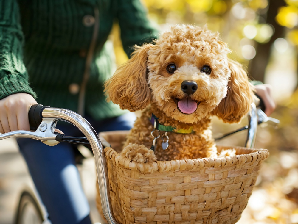 반려동물용 신약 심사 속도 낸다··· 검역본부, 동물약품 지원 강화 – Quarantine watchdog pledges more support for veterinary drugs 반려동물용 신약 심사 속도 낸다··· 검역본부, 동물약품 지원 강화 - Quarantine watchdog pledges more support for veterinary drugs