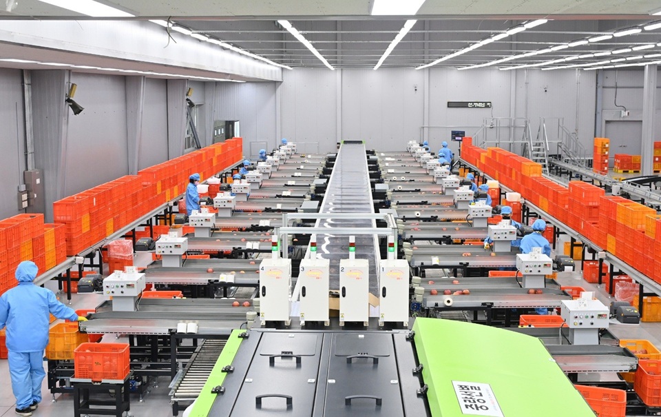 ▲ 경상북도는 2023년부터 도내에서 운영 중인 133개 농산물산지유통센터 가운데 16개를 대상으로 규모화와 스마트화를 추진하고 있다. 사진은 스마트 APC 내부. Gyeongsangbuk-do Province since 2023 has promoted the expansion and smartification of 16 of the province's 133 agricultural product distribution centers. (Gyeongsangbuk-do Province - 경상북도)