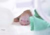 판다 푸바오 여동생 또 생겼다···네 번째 아기 판다 탄생 – Fourth Cub Born to Giant Panda Family Living at Major Theme Park 푸바오 여동생 또 생겼다···네 번째 아기 판다 탄생 - Fourth Cub Born to Giant Panda Family Living at Major Theme Park