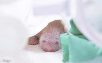 판다 푸바오 여동생 또 생겼다···네 번째 아기 판다 탄생 – Fourth Cub Born to Giant Panda Family Living at Major Theme Park 푸바오 여동생 또 생겼다···네 번째 아기 판다 탄생 - Fourth Cub Born to Giant Panda Family Living at Major Theme Park