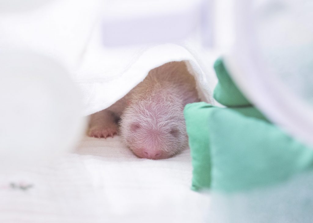 ▲ 지난 3일 태어난 아기 판다의 모습. This giant panda cub was born on June 3. (Samsung C&T - 삼성물산)
