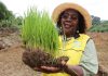 한국 벼 품종, 아프리카 식량난 해결 이끈다… 15개국서 71개 품종 개발 – Korean Rice Varieties Lead Africa’s Fight Against Food Shortages, 71 New Varieties Developed 한국 벼 품종, 아프리카 식량난 해결 이끈다… 15개국서 71개 품종 개발 - Korean Rice Varieties Lead Africa's Fight Against Food Shortages, 71 New Varieties Developed