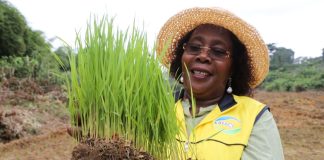 한국 벼 품종, 아프리카 식량난 해결 이끈다… 15개국서 71개 품종 개발 – Korean Rice Varieties Lead Africa’s Fight Against Food Shortages, 71 New Varieties Developed 한국 벼 품종, 아프리카 식량난 해결 이끈다… 15개국서 71개 품종 개발 - Korean Rice Varieties Lead Africa's Fight Against Food Shortages, 71 New Varieties Developed