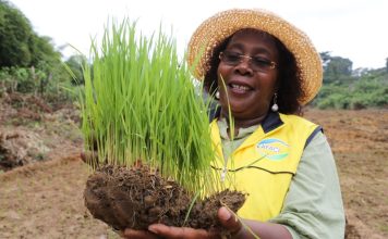 한국 벼 품종, 아프리카 식량난 해결 이끈다… 15개국서 71개 품종 개발 – Korean Rice Varieties Lead Africa’s Fight Against Food Shortages, 71 New Varieties Developed 한국 벼 품종, 아프리카 식량난 해결 이끈다… 15개국서 71개 품종 개발 - Korean Rice Varieties Lead Africa's Fight Against Food Shortages, 71 New Varieties Developed