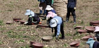 한국, 하반기 외국인 계절근로자 1만 7000명 추가 배정 – Korea to Deploy 16,915 More Foreign Seasonal Workers in Second Half ▲ 정부가 올해 하반기 외국인 계절근로자 1만 6000여명을 추가 투입하기로 했다. 사진은 지난달 30일 강원 강릉시 강동면의 한 감자밭에서 농민과 외국인 근로자들이 감자를 수확하고 있는 모습. Nearly 17,000 foreign seasonal workers will be added in the second half of this year. Shown are farmers and laborers from abroad on June 30 harvesting potatoes at a field in the township of Gangdong-myeon in Gangneung, Gangwon-do Province. (Yonhap News - 연합뉴스)