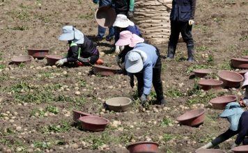 한국, 하반기 외국인 계절근로자 1만 7000명 추가 배정 – Korea to Deploy 16,915 More Foreign Seasonal Workers in Second Half ▲ 정부가 올해 하반기 외국인 계절근로자 1만 6000여명을 추가 투입하기로 했다. 사진은 지난달 30일 강원 강릉시 강동면의 한 감자밭에서 농민과 외국인 근로자들이 감자를 수확하고 있는 모습. Nearly 17,000 foreign seasonal workers will be added in the second half of this year. Shown are farmers and laborers from abroad on June 30 harvesting potatoes at a field in the township of Gangdong-myeon in Gangneung, Gangwon-do Province. (Yonhap News - 연합뉴스)