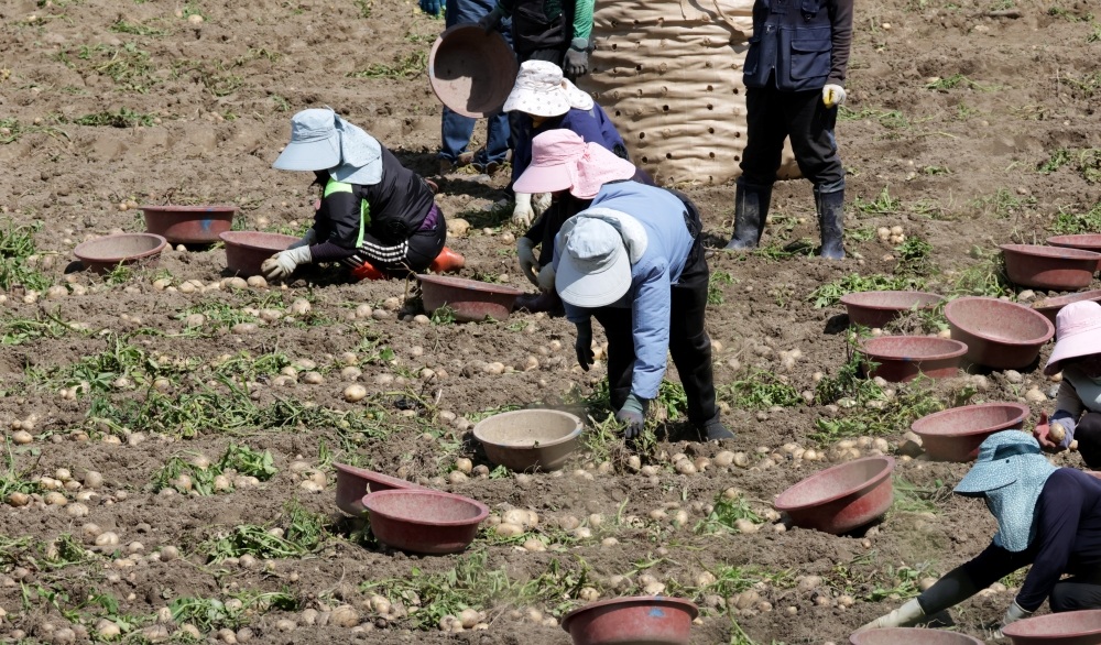 한국, 하반기 외국인 계절근로자 1만 7000명 추가 배정 – Korea to Deploy 16,915 More Foreign Seasonal Workers in Second Half ▲ 정부가 올해 하반기 외국인 계절근로자 1만 6000여명을 추가 투입하기로 했다. 사진은 지난달 30일 강원 강릉시 강동면의 한 감자밭에서 농민과 외국인 근로자들이 감자를 수확하고 있는 모습. Nearly 17,000 foreign seasonal workers will be added in the second half of this year. Shown are farmers and laborers from abroad on June 30 harvesting potatoes at a field in the township of Gangdong-myeon in Gangneung, Gangwon-do Province. (Yonhap News - 연합뉴스)