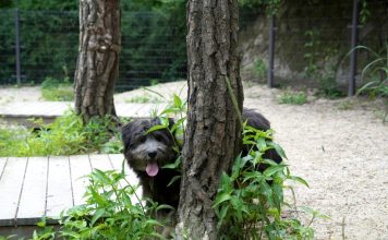 반려동물 등록 367만 마리 돌파···유실·유기동물 감소로 성숙한 반려문화 확산 – Korea’s Registered Pets Top 3.67 Million as Lost and Abandoned Animals Decline 반려동물 등록 367만 마리 돌파···유실·유기동물 감소로 성숙한 반려문화 확산 - Korea's Registered Pets Top 3.67 Million as Lost and Abandoned Animals Decline