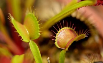 KAIST, 파리지옥처럼 물체 감지·포획하는 소프트 로봇 소재 개발 – KAIST Develops Soft Robotic Material Inspired by Venus Flytrap KAIST, 파리지옥처럼 물체 감지·포획하는 소프트 로봇 소재 개발 - KAIST Develops Soft Robotic Material Inspired by Venus Flytrap