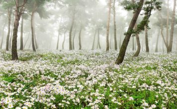 #전북 #구절초정원 – A Sea of White Chrysanthemums in 정읍, Korea