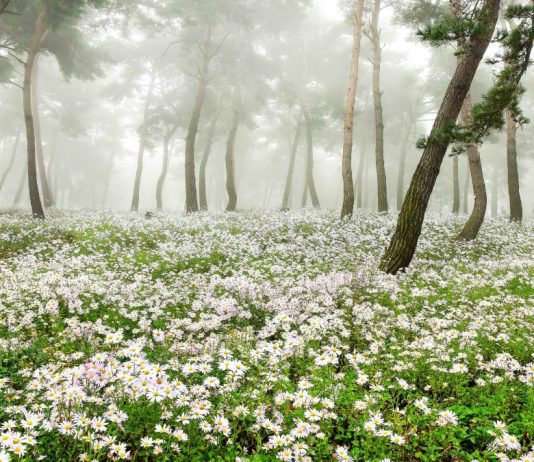 #전북 #구절초정원 – A Sea of White Chrysanthemums in 정읍, Korea