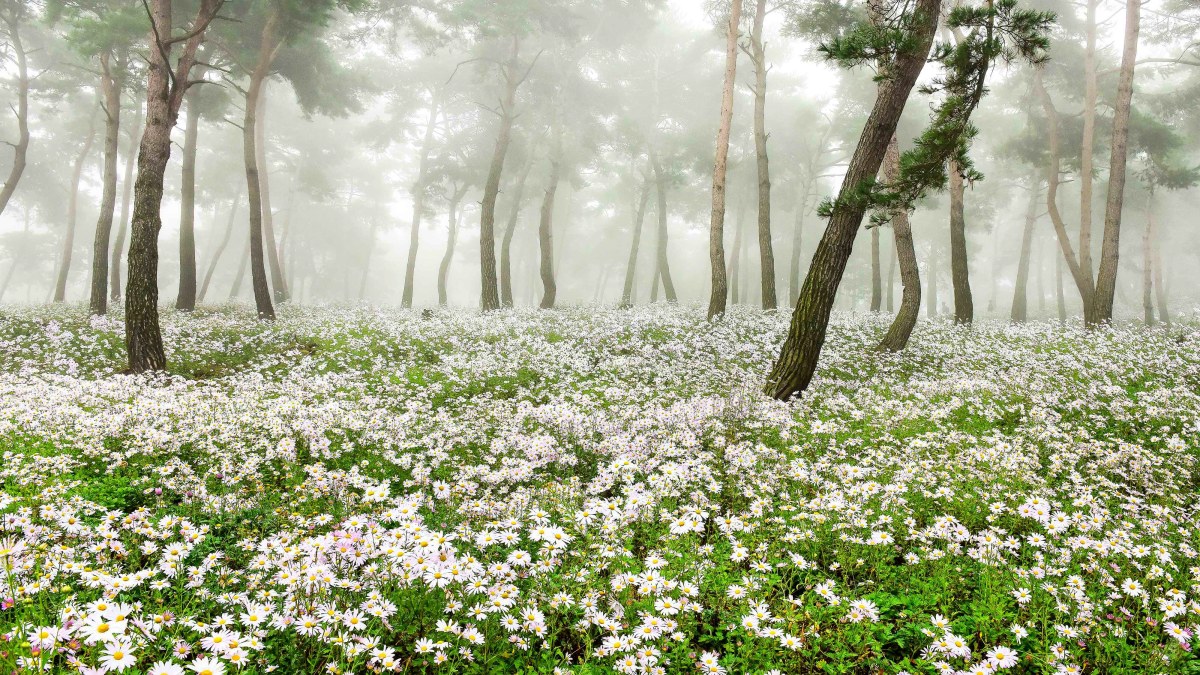 #전북 #구절초정원 – A Sea of White Chrysanthemums in 정읍, Korea