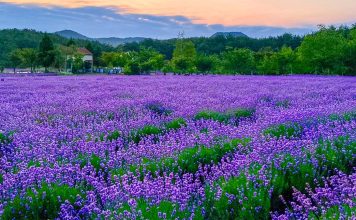 #강원도 #하늬라벤더팜 – A Peaceful Autumn Garden at the Foot of Geumgangsan Mountain