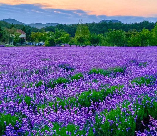 #강원도 #하늬라벤더팜 – A Peaceful Autumn Garden at the Foot of Geumgangsan Mountain