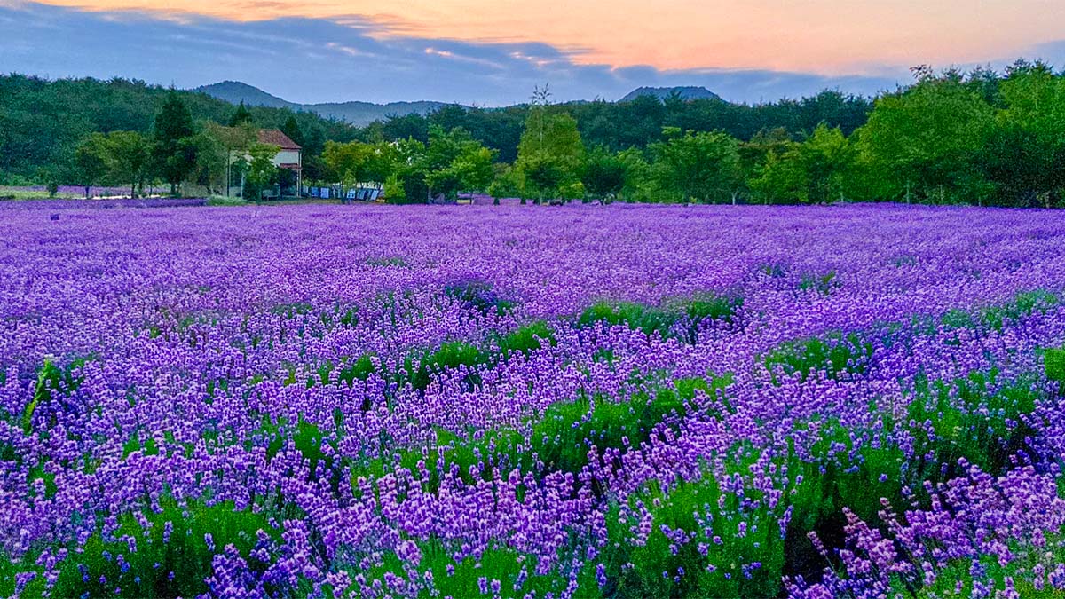 #강원도 #하늬라벤더팜 – A Peaceful Autumn Garden at the Foot of Geumgangsan Mountain