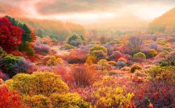 #강원도 Inje Secret Garden (인제 비밀의 정원) – A Hidden Forest of Autumn Colors