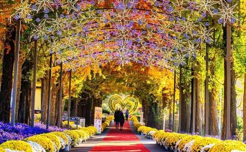 #충청남도, #피나클랜드 수목원 – 50 Million Chrysanthemums Cover an Entire Garden in Asan
