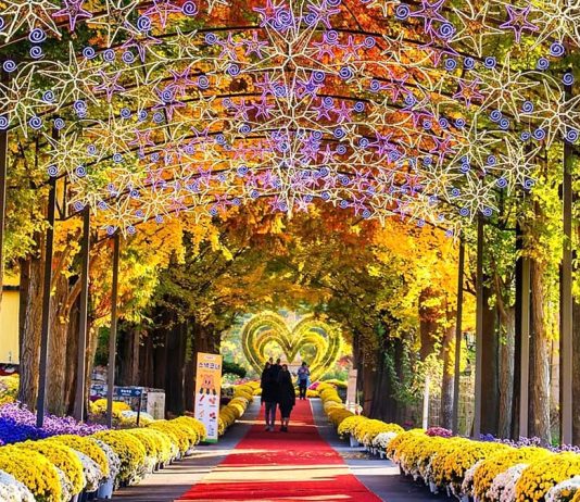 #충청남도, #피나클랜드 수목원 – 50 Million Chrysanthemums Cover an Entire Garden in Asan