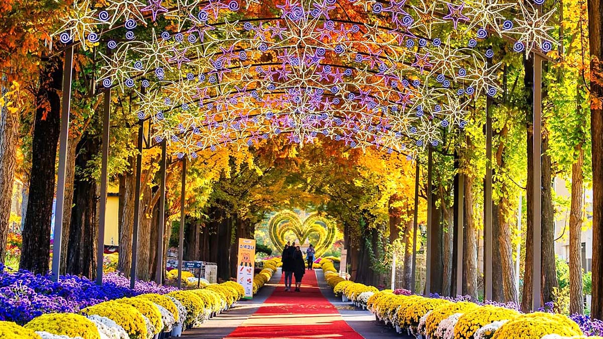 #충청남도, #피나클랜드 수목원 – 50 Million Chrysanthemums Cover an Entire Garden in Asan