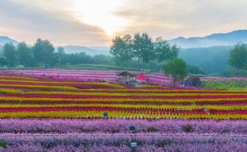 #강원도 #고석정 꽃밭 – A Sea of 1 Million Autumn Flowers in Cheorwon