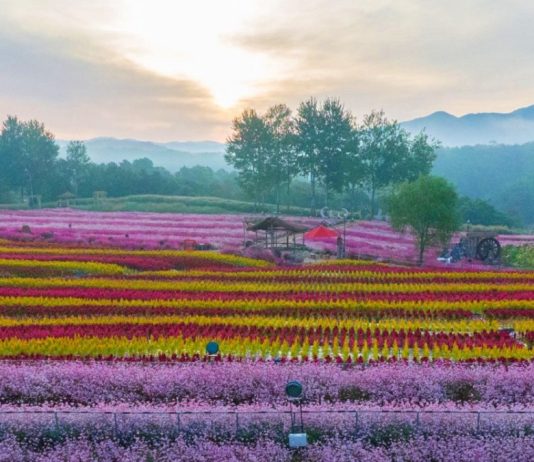 #강원도 #고석정 꽃밭 – A Sea of 1 Million Autumn Flowers in Cheorwon