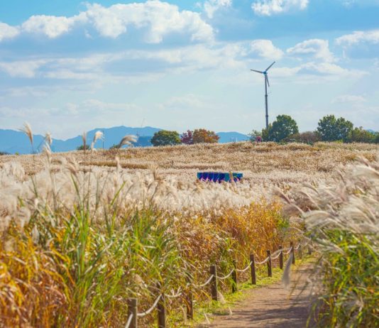Seoul Silver Grass Festival at Haneul Park (하늘공원)