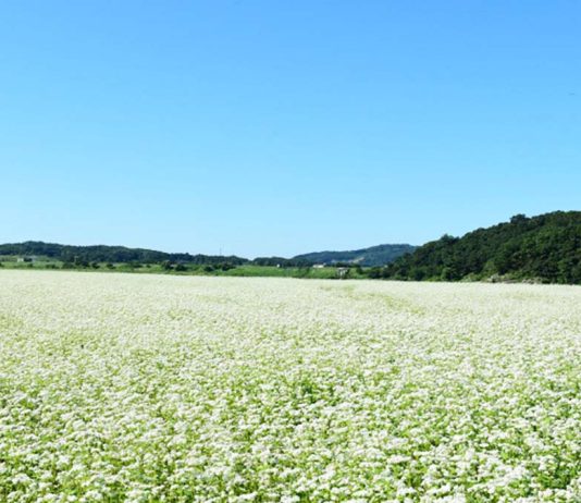 #경기 대신섬 경관농업단지 – A Peaceful Autumn Escape: Cosmos Flowers, Buckwheat Blossoms & Ancient…