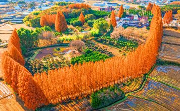 #전북 Agape Garden (아가페정원) – A Golden Autumn Forest